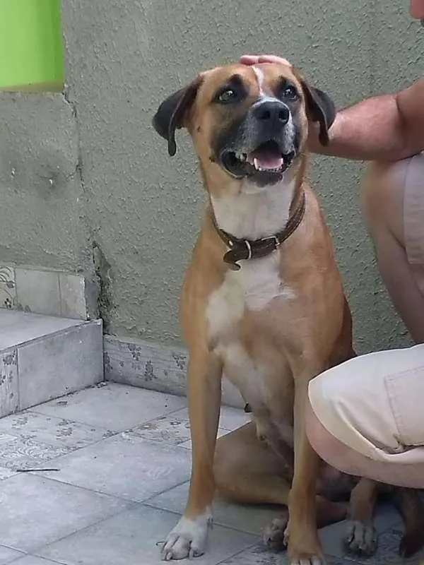 Cachorro ra a SRD idade 1 ano nome Lara