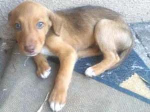Cachorro raça Vira-lata idade 2 a 6 meses nome Sem nome