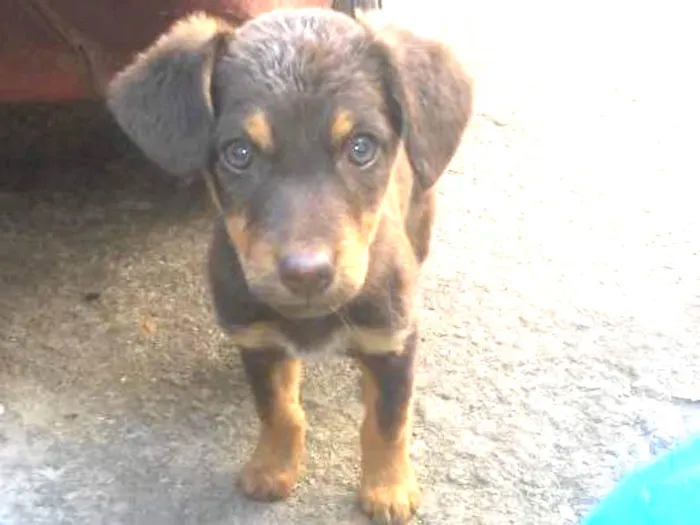 Cachorro ra a Vira-lata idade 2 a 6 meses nome Sem nome