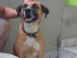 Cachorro raça SRD idade 1 ano nome Lara