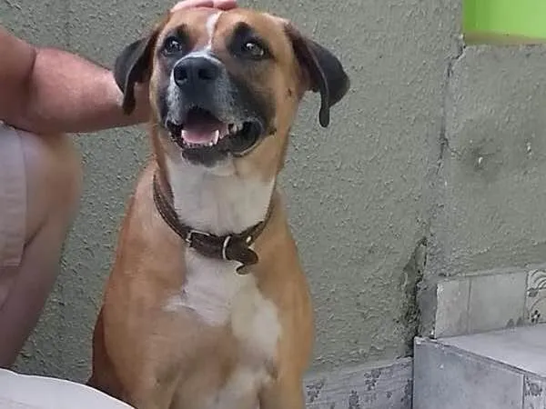 Cachorro ra a SRD idade 1 ano nome Lara