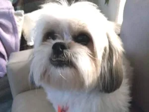 Cachorro raça Lhasa Apso idade 4 anos nome Marley