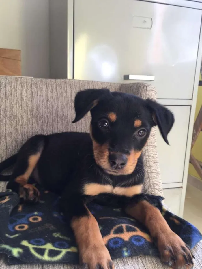 Cachorro ra a  idade 2 a 6 meses nome Filhotes Eleonora 