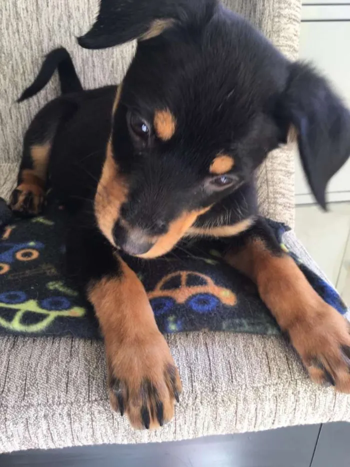 Cachorro ra a  idade 2 a 6 meses nome Filhotes Eleonora 