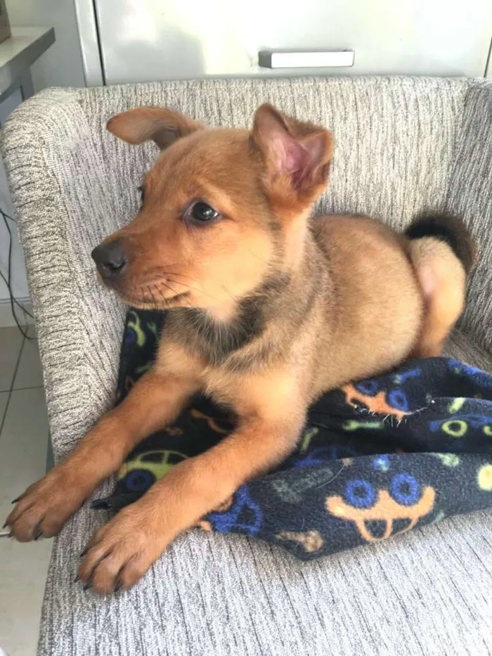 Cachorro ra a  idade 2 a 6 meses nome Filhotes Eleonora 