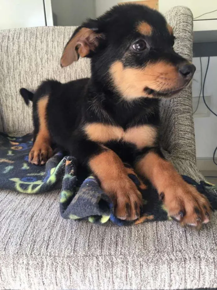 Cachorro ra a  idade 2 a 6 meses nome Filhotes Eleonora 