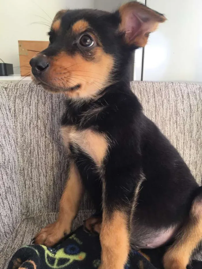 Cachorro ra a  idade 2 a 6 meses nome Filhotes Eleonora 