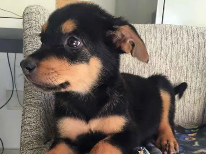 Cachorro ra a  idade 2 a 6 meses nome Filhotes Eleonora 
