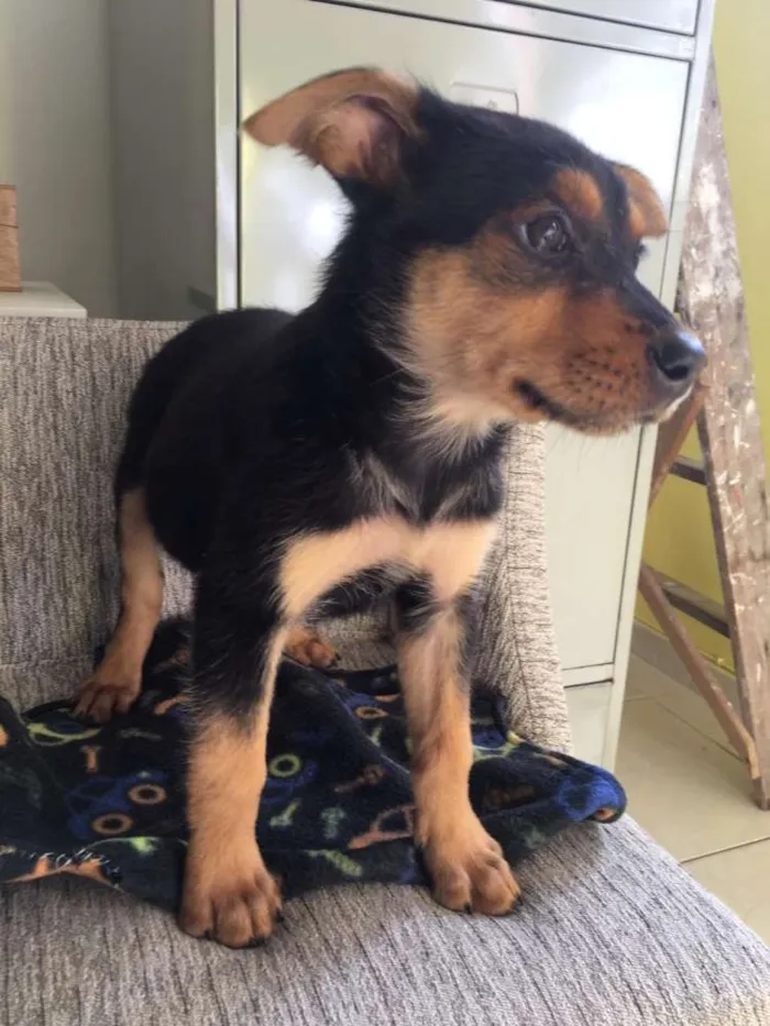 Cachorro ra a  idade 2 a 6 meses nome Filhotes Eleonora 