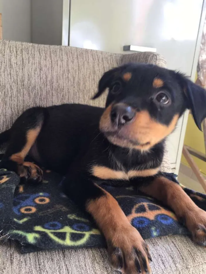 Cachorro ra a  idade 2 a 6 meses nome Filhotes Eleonora 