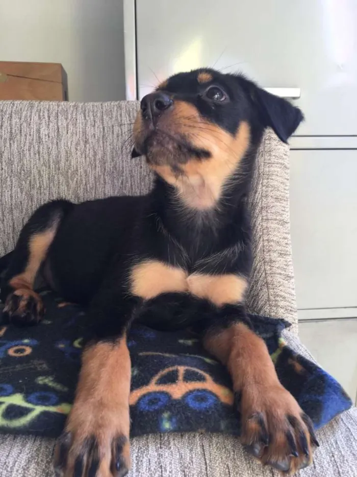 Cachorro ra a  idade 2 a 6 meses nome Filhotes Eleonora 