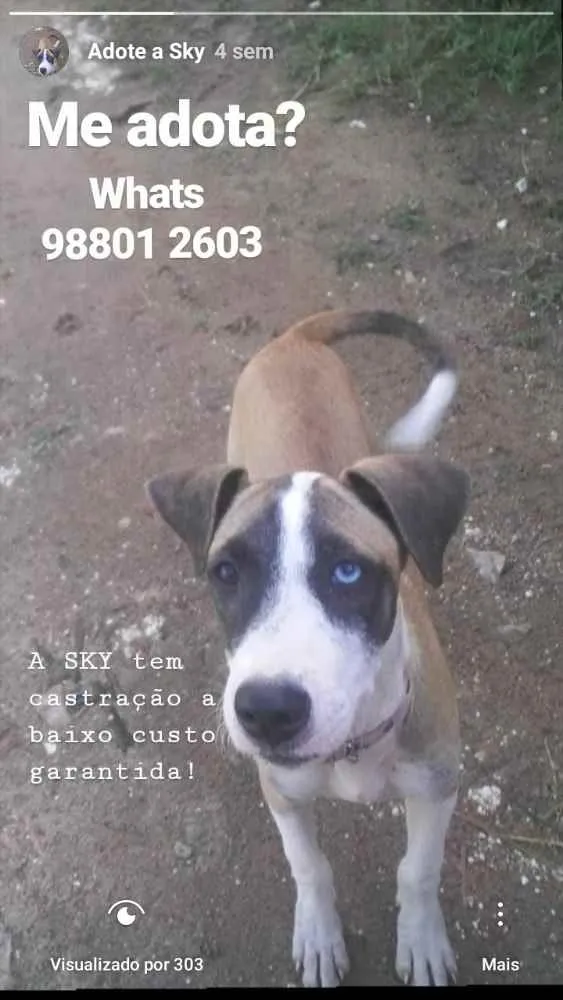 Cachorro ra a Mestiço  idade 2 a 6 meses nome Sky 