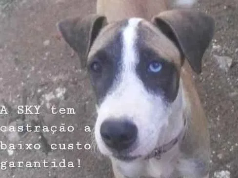 Cachorro ra a Mestiço  idade 2 a 6 meses nome Sky 