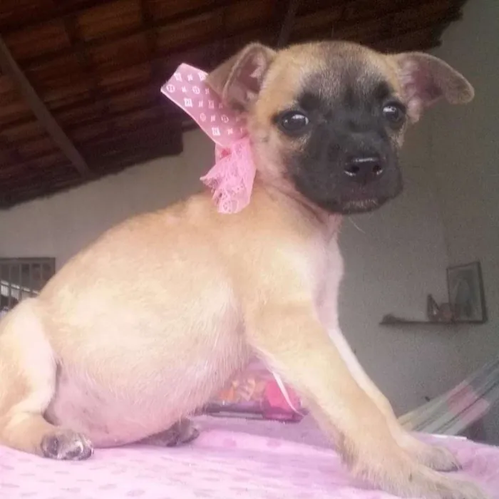 Cachorro ra a SRD idade 2 a 6 meses nome Myla