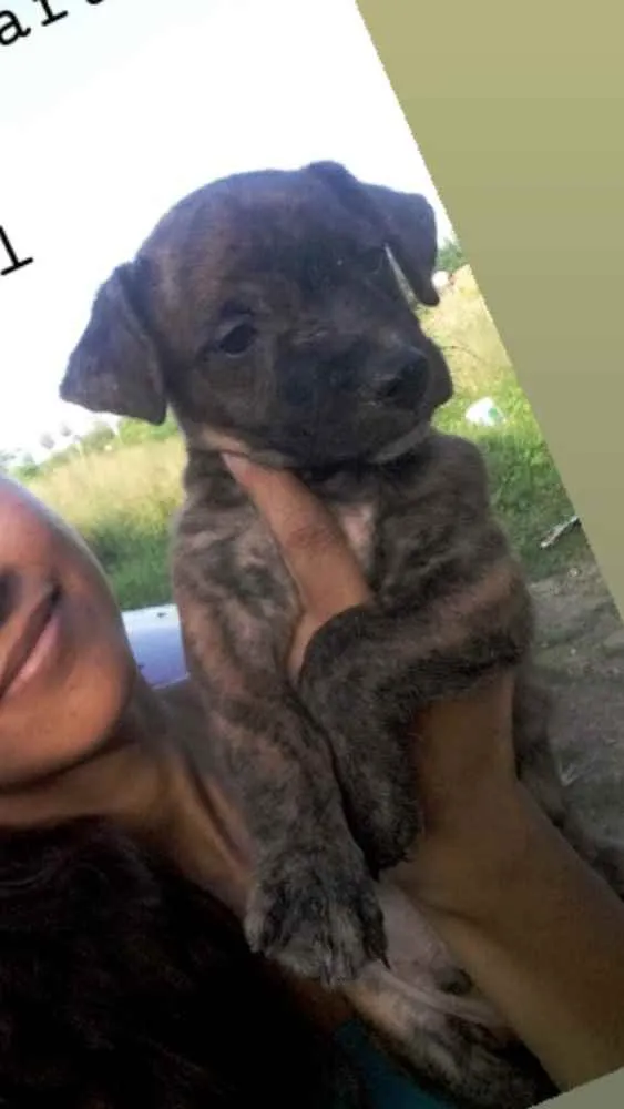 Cachorro ra a Srd idade 2 a 6 meses nome Tigrão 