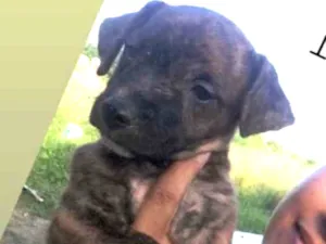 Cachorro raça Srd idade 2 a 6 meses nome Tigrão 
