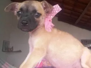 Cachorro raça SRD idade 2 a 6 meses nome Myla