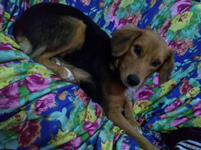 Cachorro ra a Vira-lata, vira-lata com Pitbu idade 7 a 11 meses nome Lyan e Thor