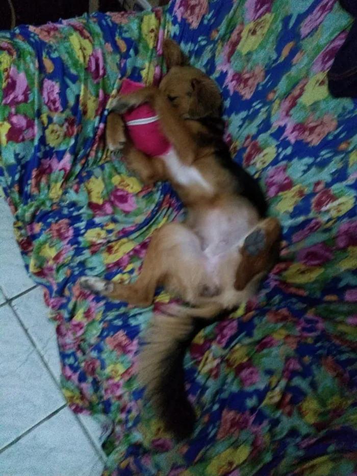 Cachorro ra a Vira-lata, vira-lata com Pitbu idade 7 a 11 meses nome Lyan e Thor