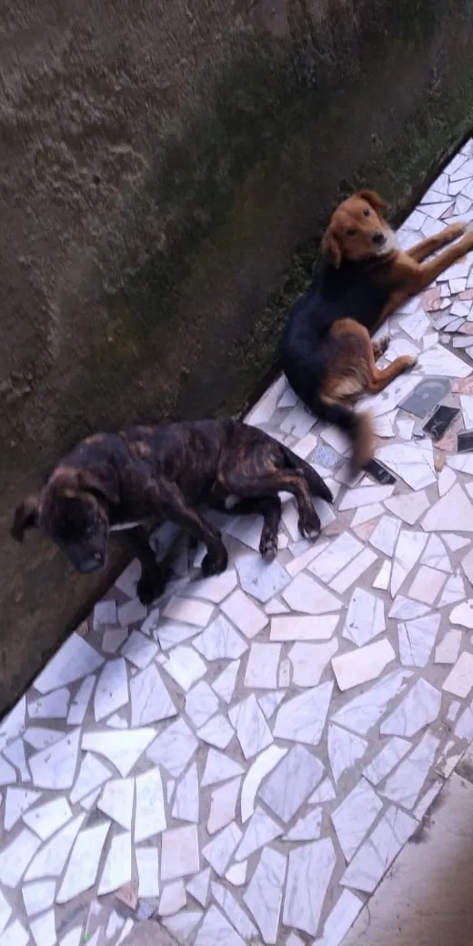 Cachorro ra a Vira-lata, vira-lata com Pitbu idade 7 a 11 meses nome Lyan e Thor