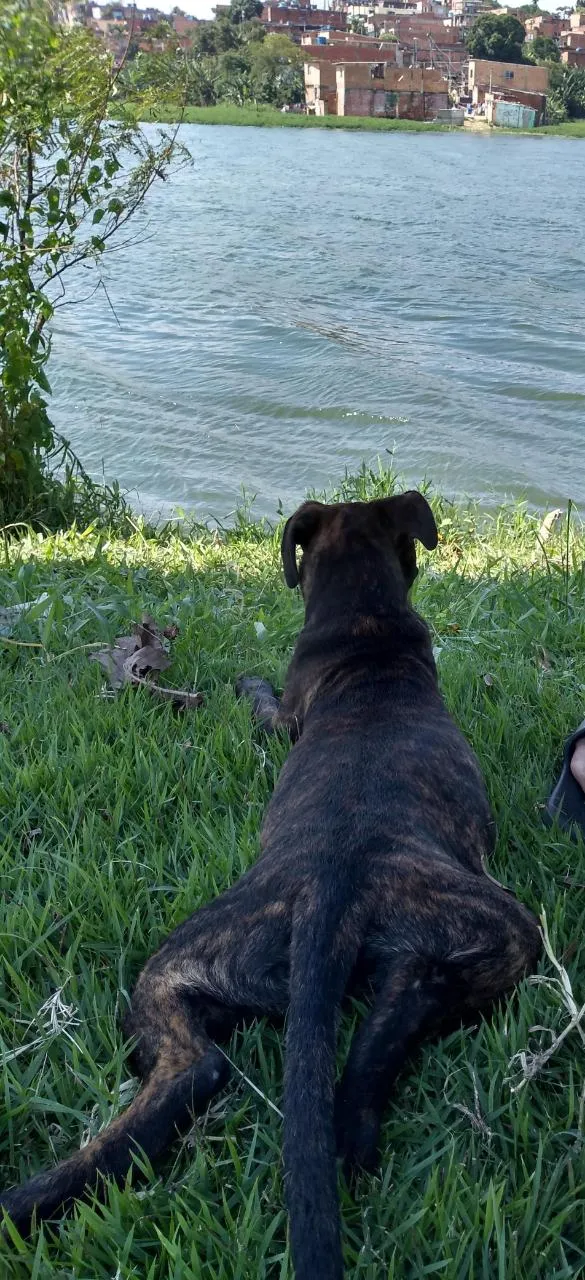 Cachorro ra a Vira-lata, vira-lata com Pitbu idade 7 a 11 meses nome Lyan e Thor