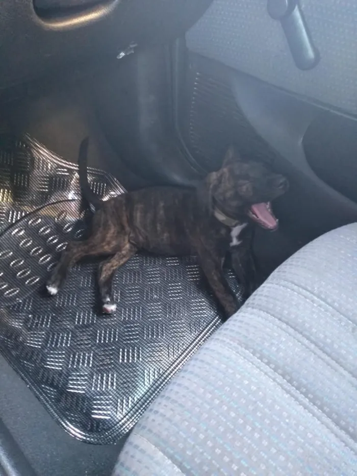 Cachorro ra a Vira-lata, vira-lata com Pitbu idade 7 a 11 meses nome Lyan e Thor
