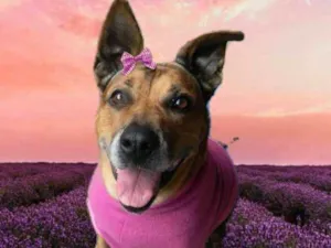 Cachorro raça Mix de Pit idade 6 ou mais anos nome Linda