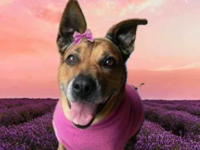 Cachorro raça Mix de Pit idade 6 ou mais anos nome Linda