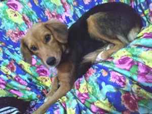 Cachorro raça Vira-lata, vira-lata com Pitbu idade 7 a 11 meses nome Lyan e Thor