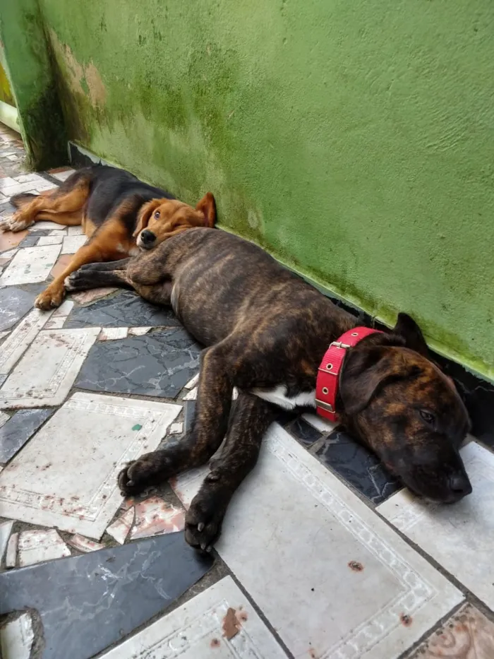 Cachorro ra a Vira-lata, vira-lata com Pitbu idade 7 a 11 meses nome Lyan e Thor