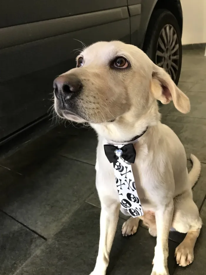 Cachorro ra a SRD idade 2 anos nome Gatão