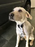 Gatão