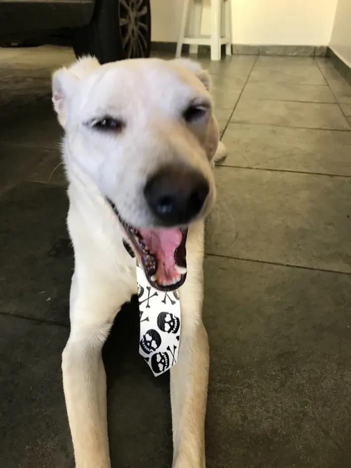 Cachorro ra a SRD idade 2 anos nome Gatão