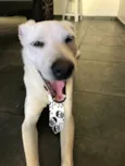 Gatão