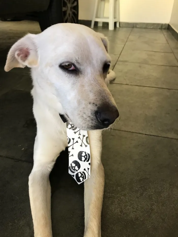 Cachorro ra a SRD idade 2 anos nome Gatão
