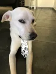 Gatão