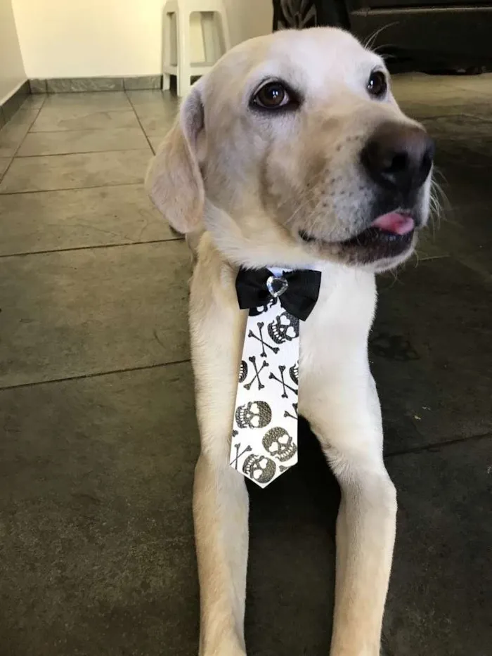 Cachorro ra a SRD idade 2 anos nome Gatão