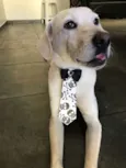 Gatão