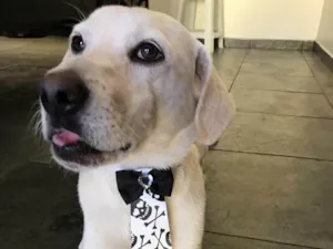 Cachorro raça SRD idade 2 anos nome Gatão