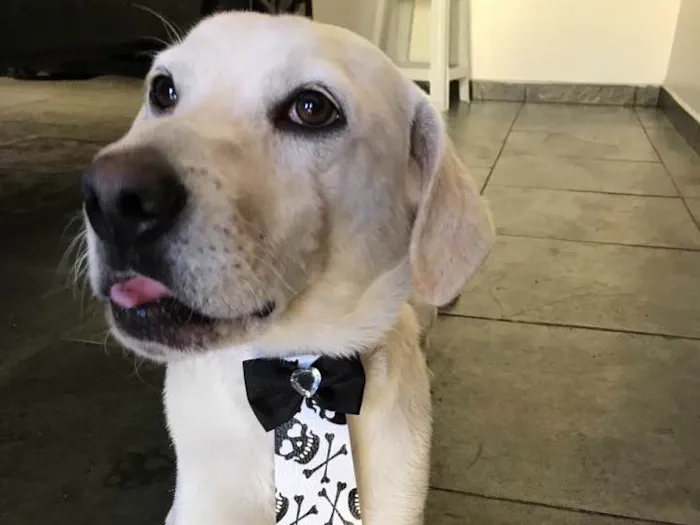 Cachorro ra a SRD idade 2 anos nome Gatão
