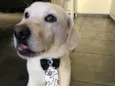 Gatão
