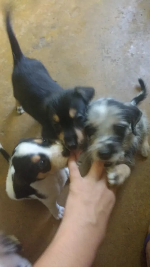 Cachorro raça Não sei idade Abaixo de 2 meses nome A definir