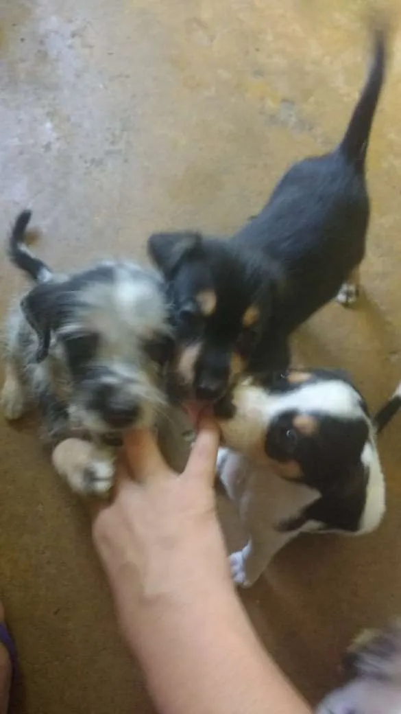 Cachorro raça Não sei idade Abaixo de 2 meses nome A definir