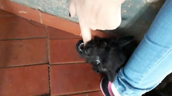 Cachorro ra a Mistura de pudle com vira lata idade 2 a 6 meses nome VC escolhe