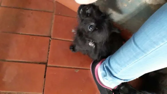 Cachorro ra a Mistura de pudle com vira lata idade 2 a 6 meses nome VC escolhe