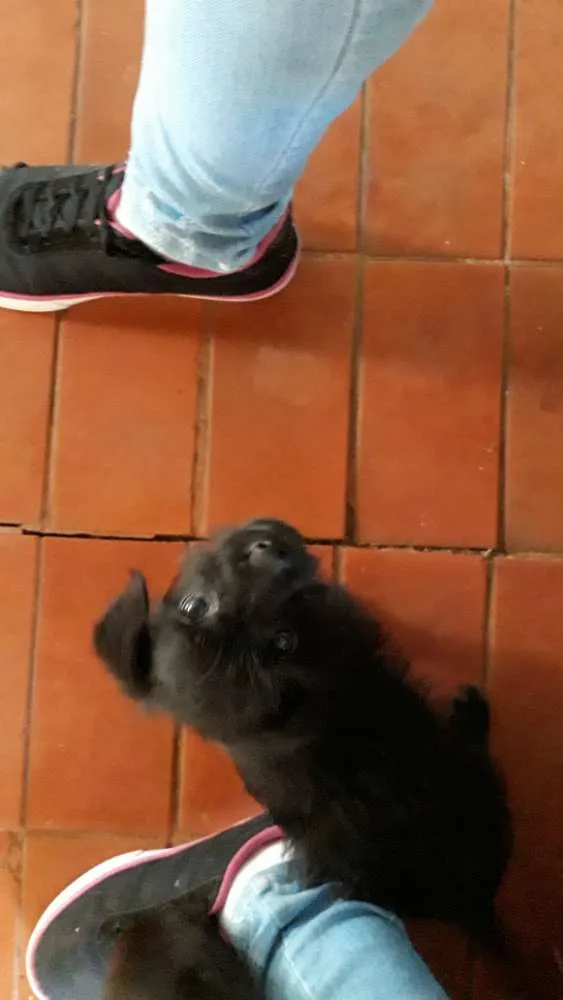Cachorro ra a Mistura de pudle com vira lata idade 2 a 6 meses nome VC escolhe