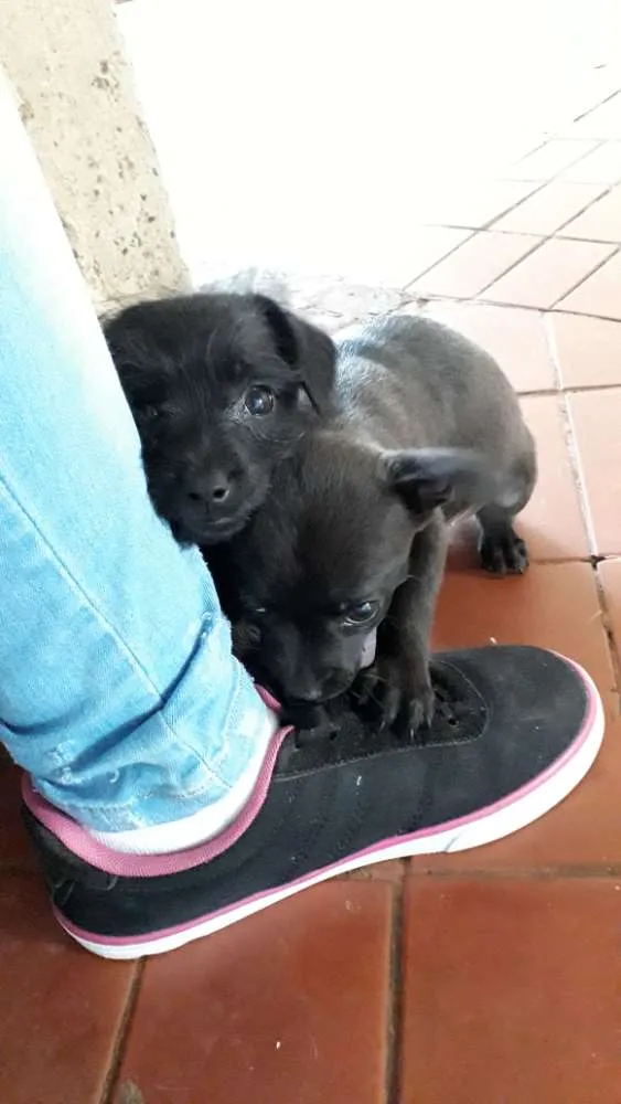 Cachorro ra a Mistura de pudle com vira lata idade 2 a 6 meses nome VC escolhe