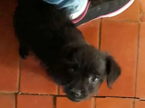 Cachorro ra a Mistura de pudle com vira lata idade 2 a 6 meses nome VC escolhe