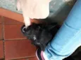 VC escolhe