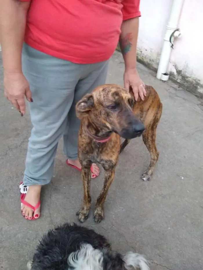 Cachorro ra a Fila Brasileiro Tigrado idade 1 ano nome Tigre